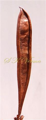  Legume